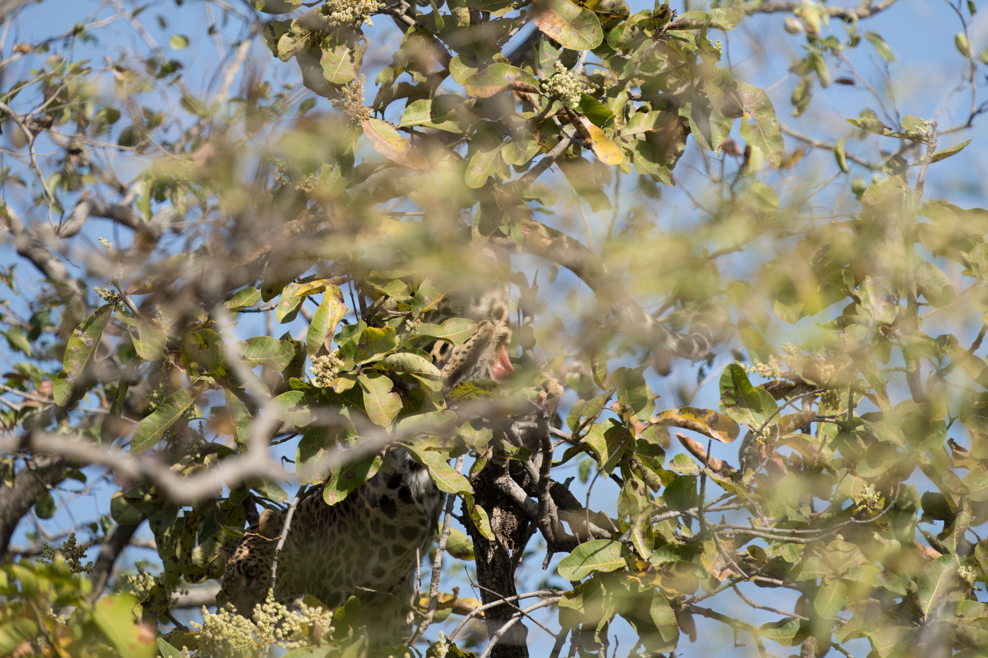 Verletzte Leopardendame, fraglich od sie überleben kann. Entweder hatte sie einen fight mit dem Tiger in der Nähe oder mit einem Männchen, war in einem Baum 30m weiter hinten. Leider ging alles so schnell, dass keine guten Fotos möglich waren.